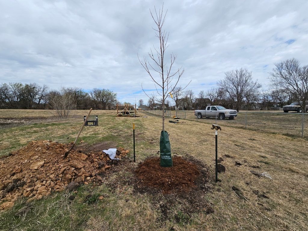 A newly planted sapling tree with a protective cage in a field, dirt pile nearby.