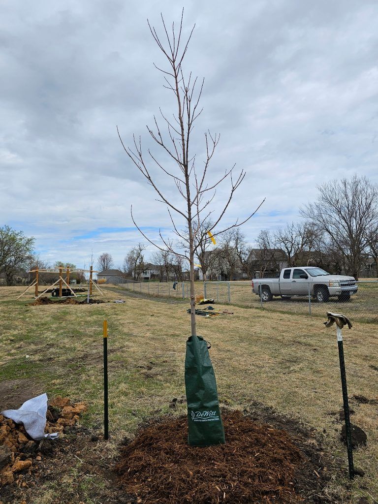 Newly planted sapling with a water bag and mulch. Cloudy sky, rural setting.