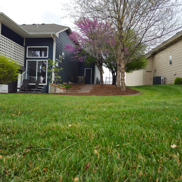 Lush green lawn in front of a dark blue house with a tree blooming pink flowers.