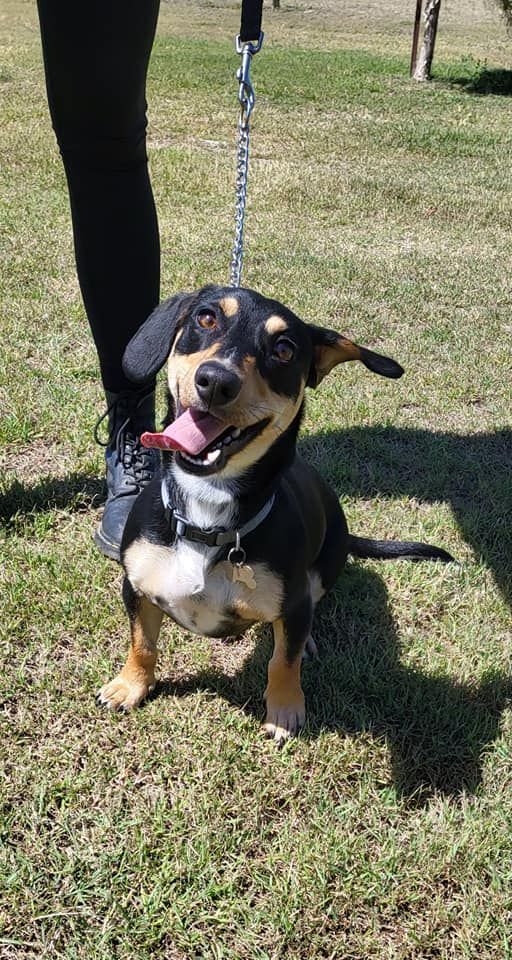 Black and Tan Dachshund-mix Dog on Leash, Smiling With Tongue Out — Four Way Kennels & Canine Wellness Centre in Kinkuna, QLD
