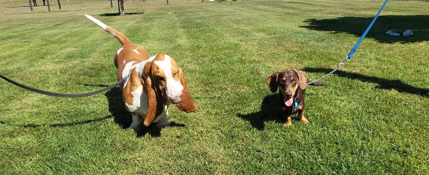 Golden Retriever Walks Forward on Grass — Four Way Kennels & Canine Wellness Centre in Maryborough, QLD