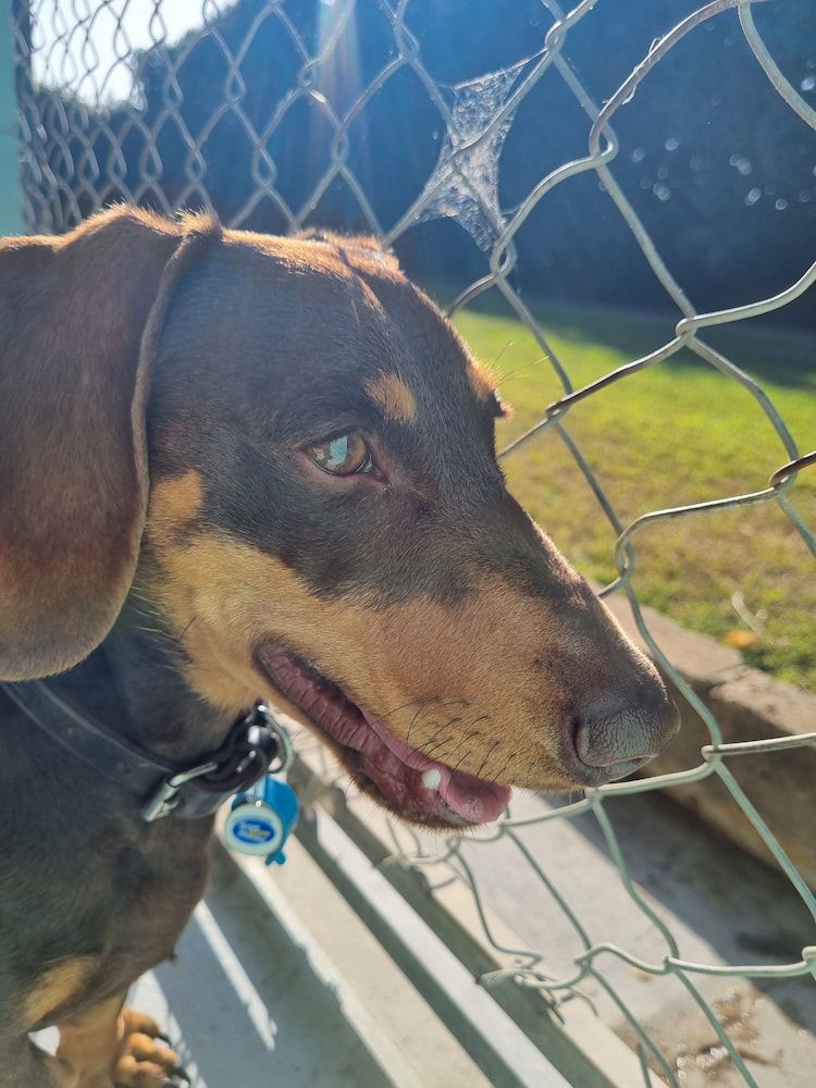 Yorkshire Terrier Dog Resting, Looking Relaxed — Four Way Kennels & Canine Wellness Centre in Maryborough, QLD