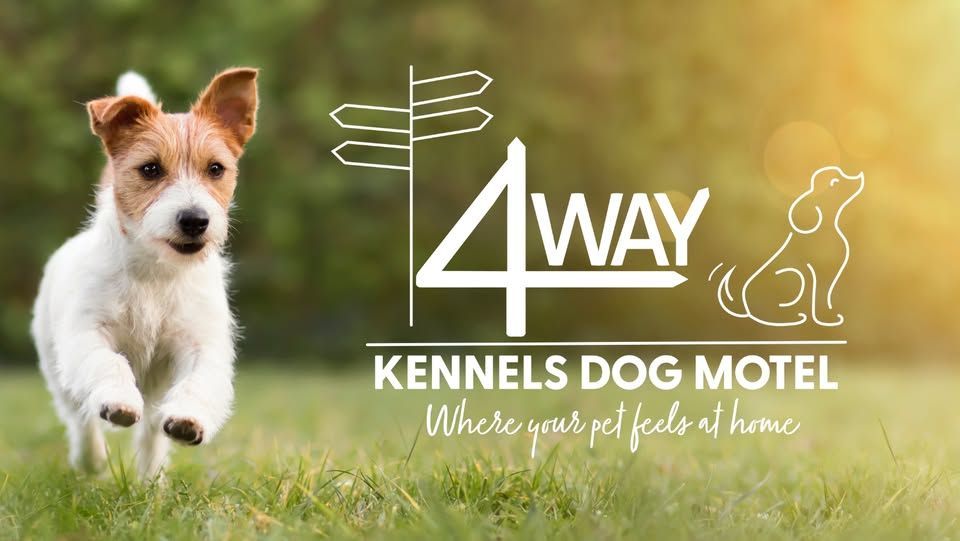 Happy Jack Russell Terrier Running on Grass — Four Way Kennels & Canine Wellness Centre in Kinkuna, QLD