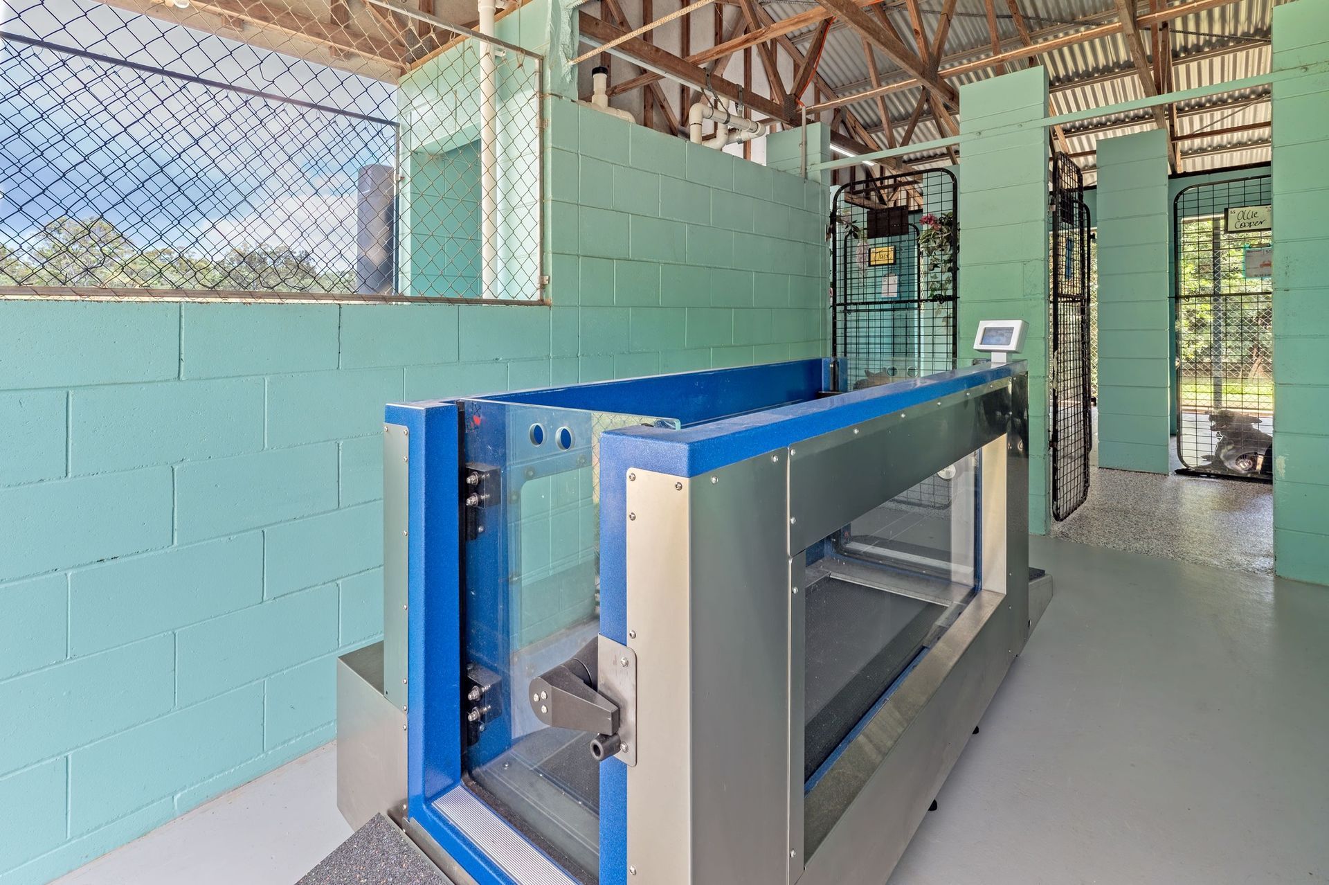 A Hydrotherapy Treadmill in a Light Green Room — Four Way Kennels & Canine Wellness Centre in Childers, QLD