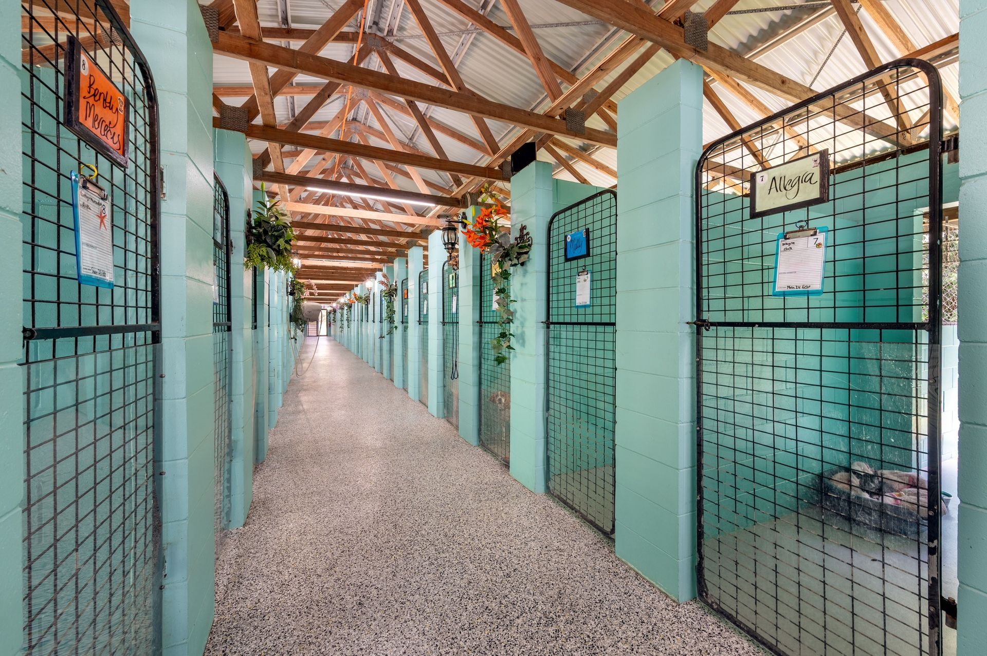 Brown Dog With Concerned Expression, Lying on a Light Gray Bed — Four Way Kennels & Canine Wellness Centre in Hervey Bay, QLD