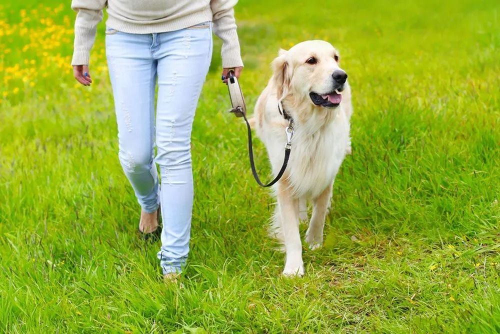 Woman Walking a Golden Retriever Through a Green Grassy Field — Four Way Kennels & Canine Wellness Centre in Kinkuna, QLD
