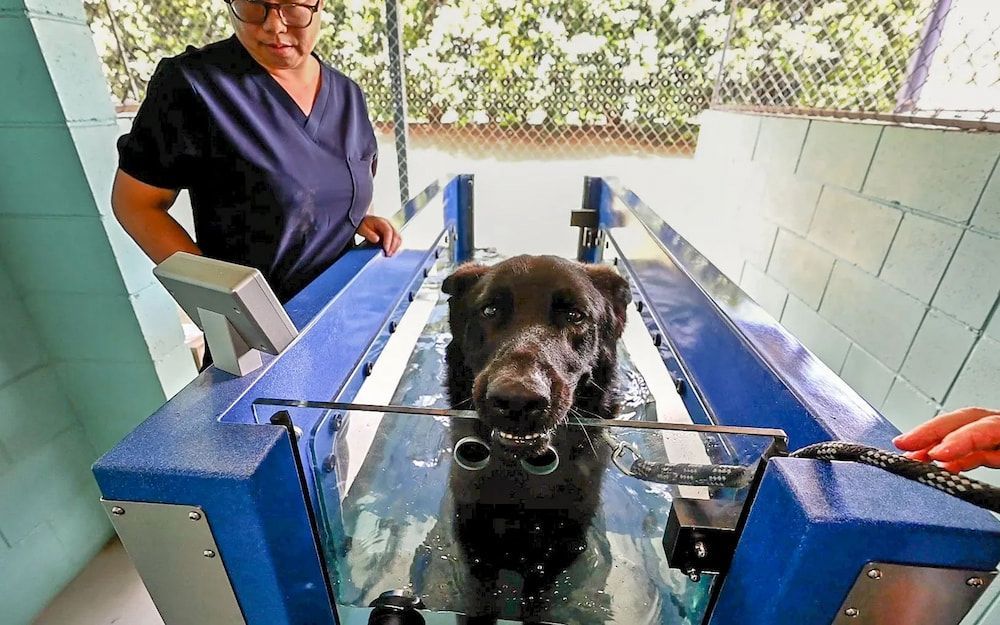 Dog on Underwater Treadmill With Vet in Blue Scrubs — Four Way Kennels & Canine Wellness Centre in Kinkuna, QLD