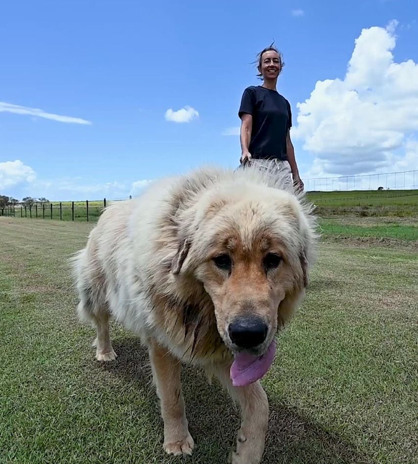 Woman Walking a Large, Tan Dog in a Grassy Field With a Blue Sky — Four Way Kennels & Canine Wellness Centre in Kinkuna, QLD