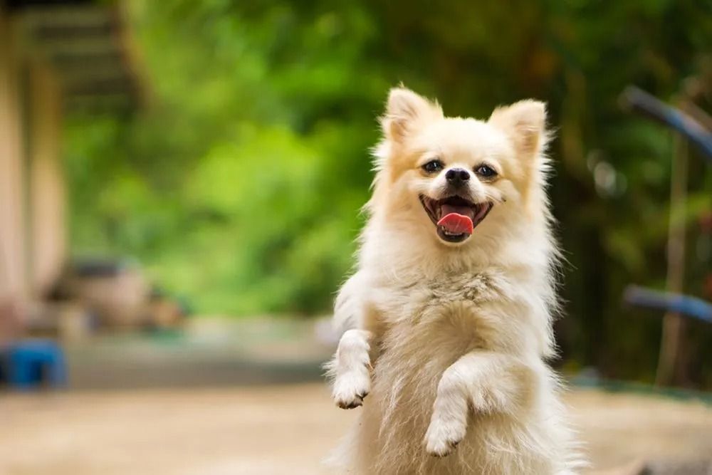 Fluffy Cream-colored Dog Standing, Smiling With Tongue Out — Four Way Kennels & Canine Wellness Centre in Kinkuna, QLD