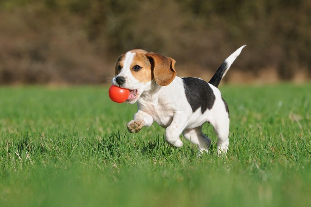 Beagle Puppy Running on Grass, Holding a Red Ball — Four Way Kennels & Canine Wellness Centre in Kinkuna, QLD