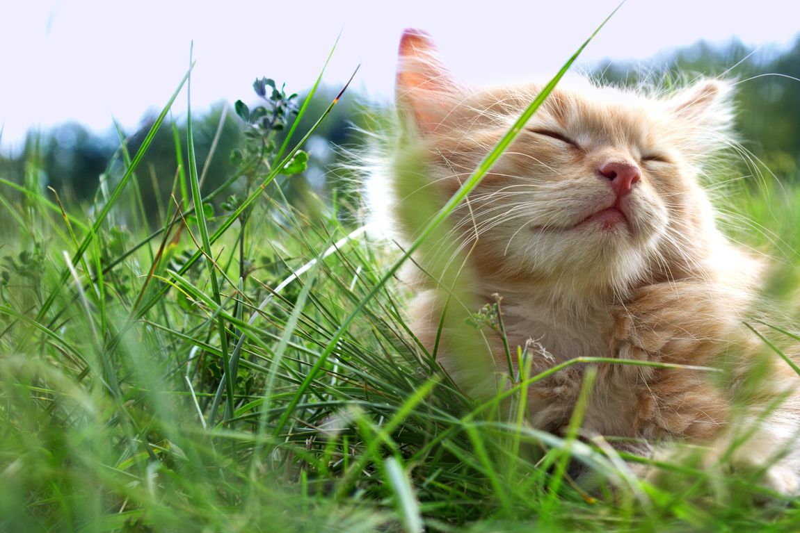 cat relaxing in the field