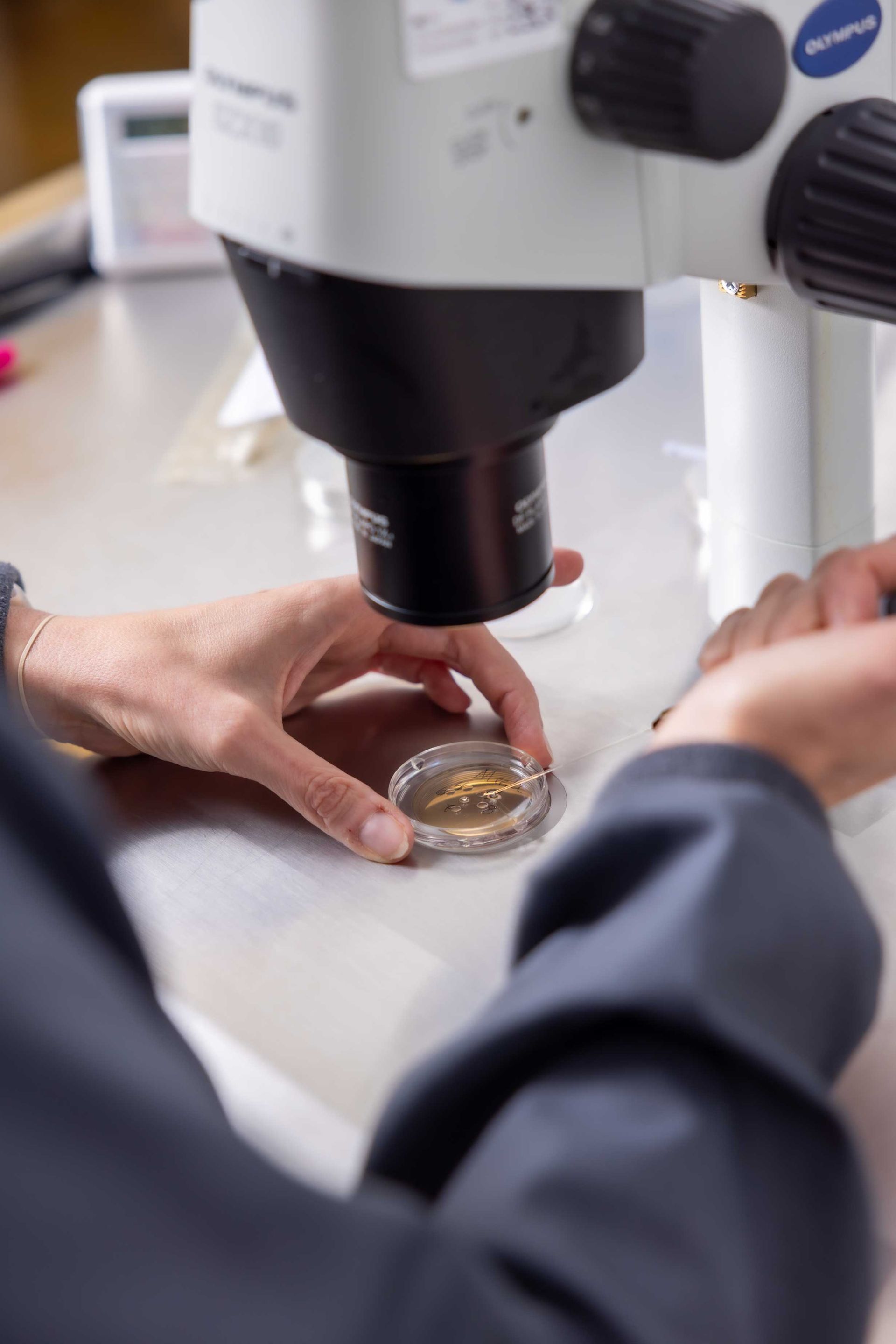 A person is looking through a microscope at a petri dish.