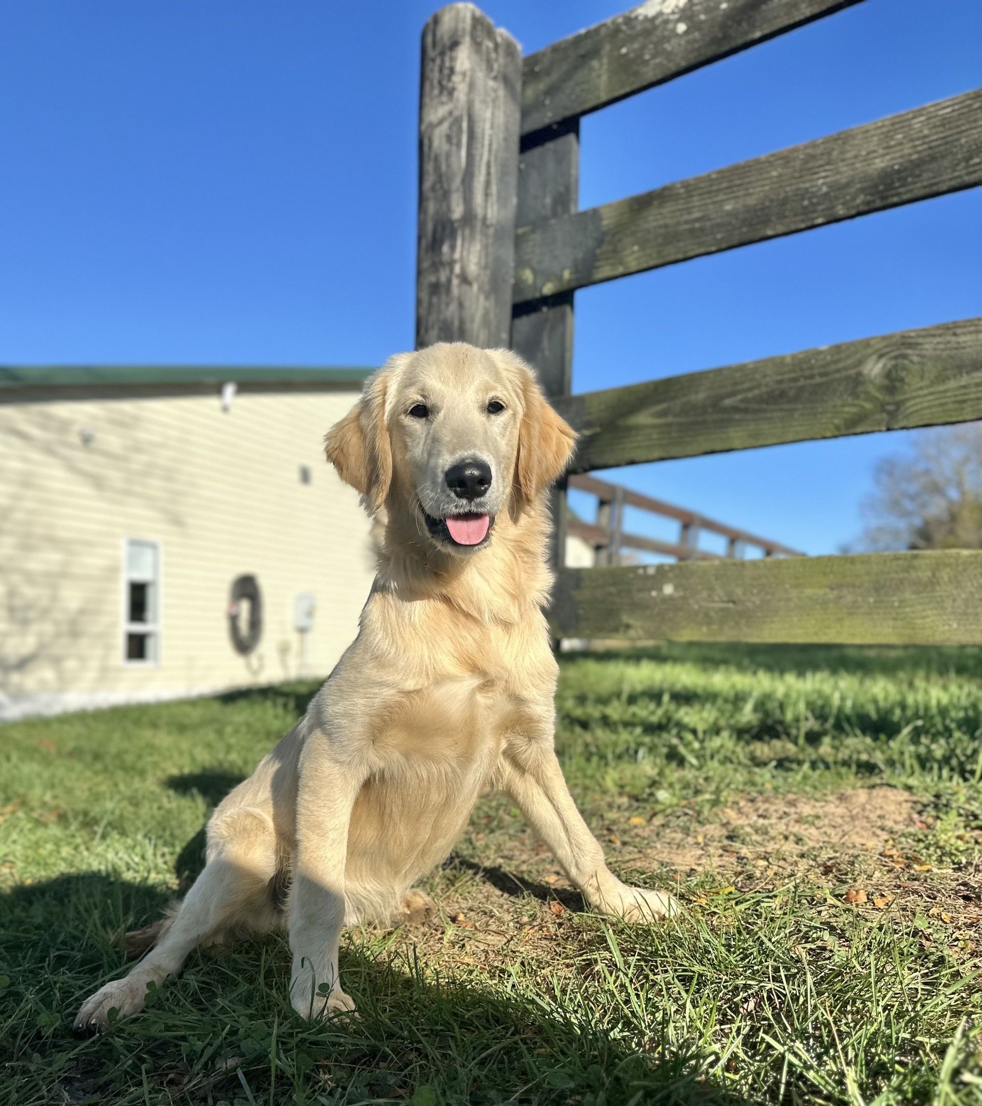 A Mini Golden Retriever puppy peeking through the wooden slats of a fence, with a grassy field and blue sky in the background, capturing a curious and playful moment.