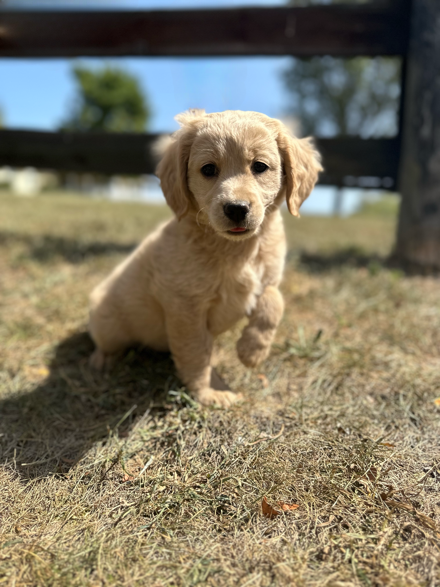 a cute mini golden retriever puppy sitting under the light sun