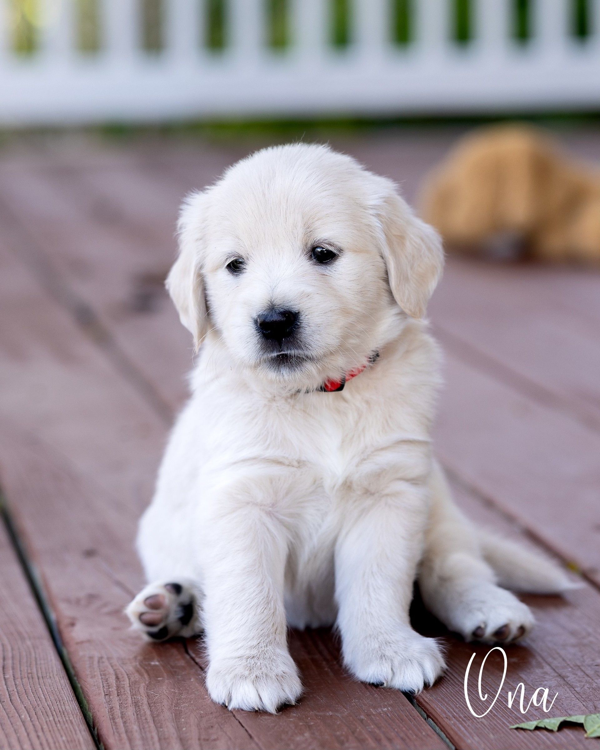 A Mini Golden Retriever puppy peeking through the wooden slats of a fence, with a grassy field and blue sky in the background, capturing a curious and playful moment.