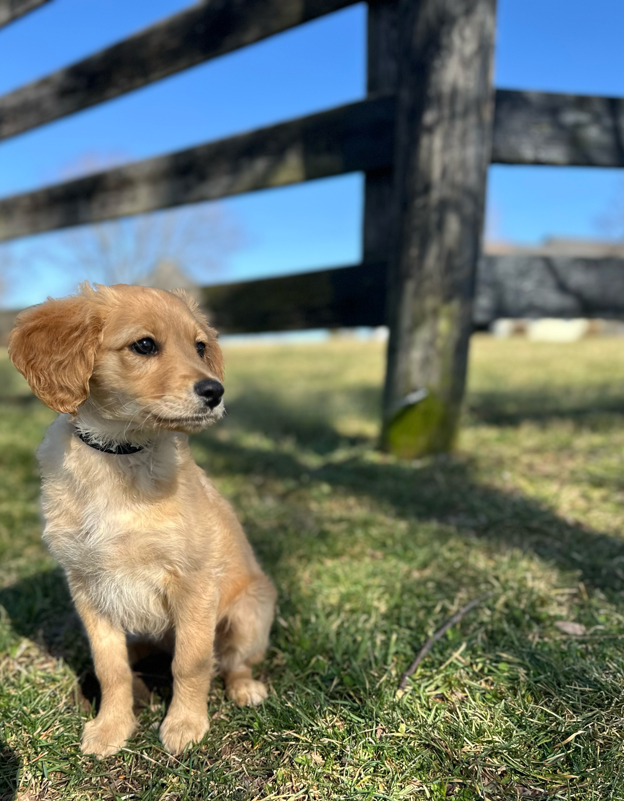 A Mini Golden Retriever puppy peeking through the wooden slats of a fence, with a grassy field and blue sky in the background, capturing a curious and playful moment.