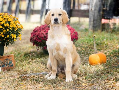 Teacup Golden Retriever