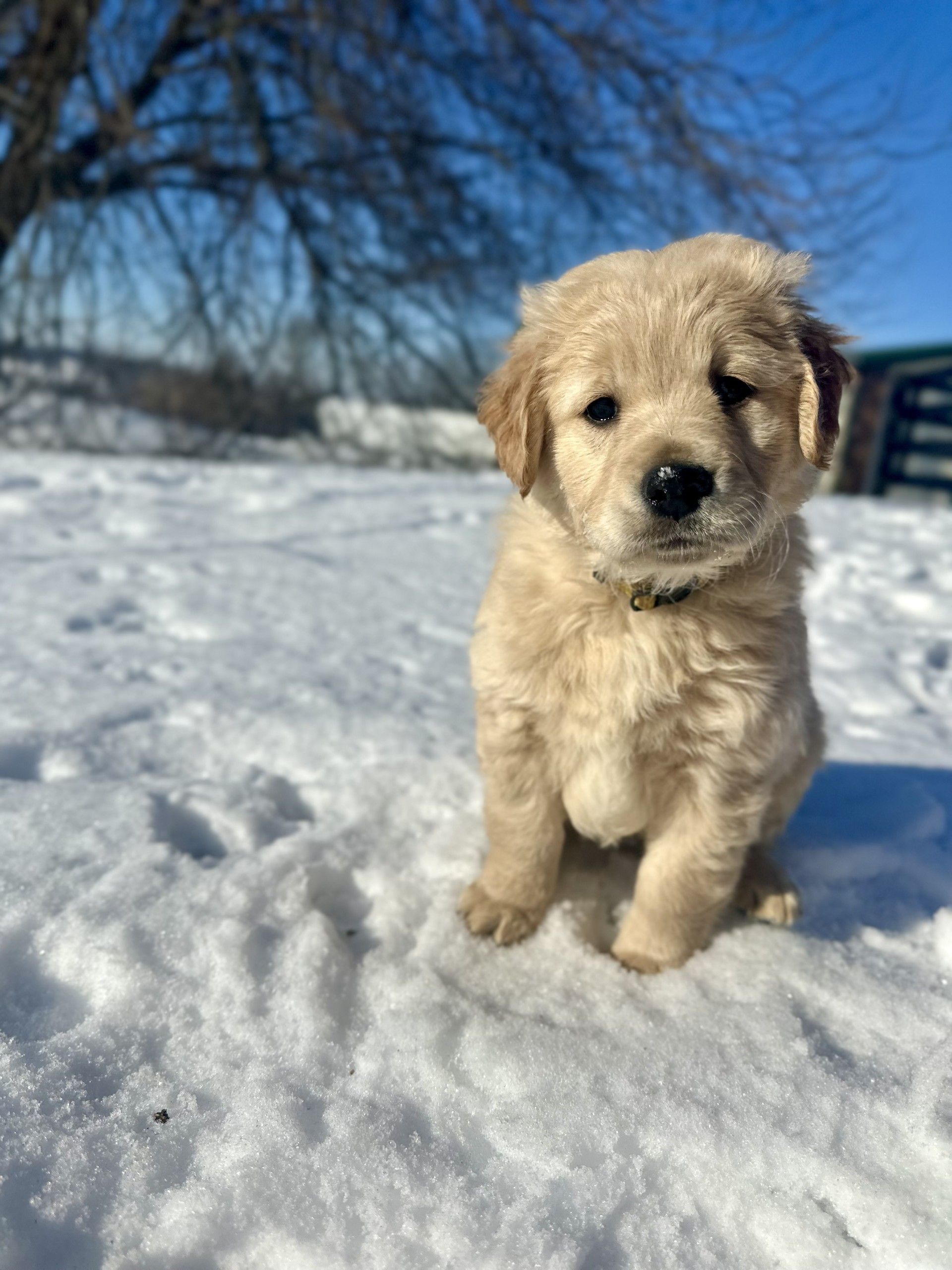 A Mini Golden Retriever puppy peeking through the wooden slats of a fence, with a grassy field and blue sky in the background, capturing a curious and playful moment.