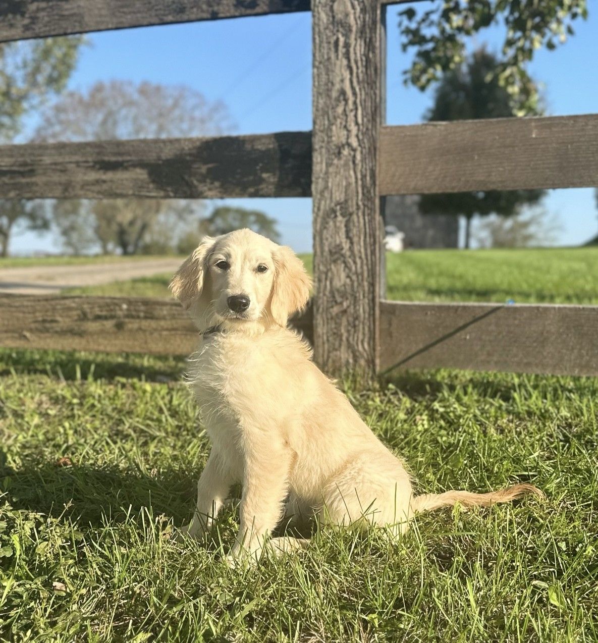 cream mini golden retriever sitting under the tree