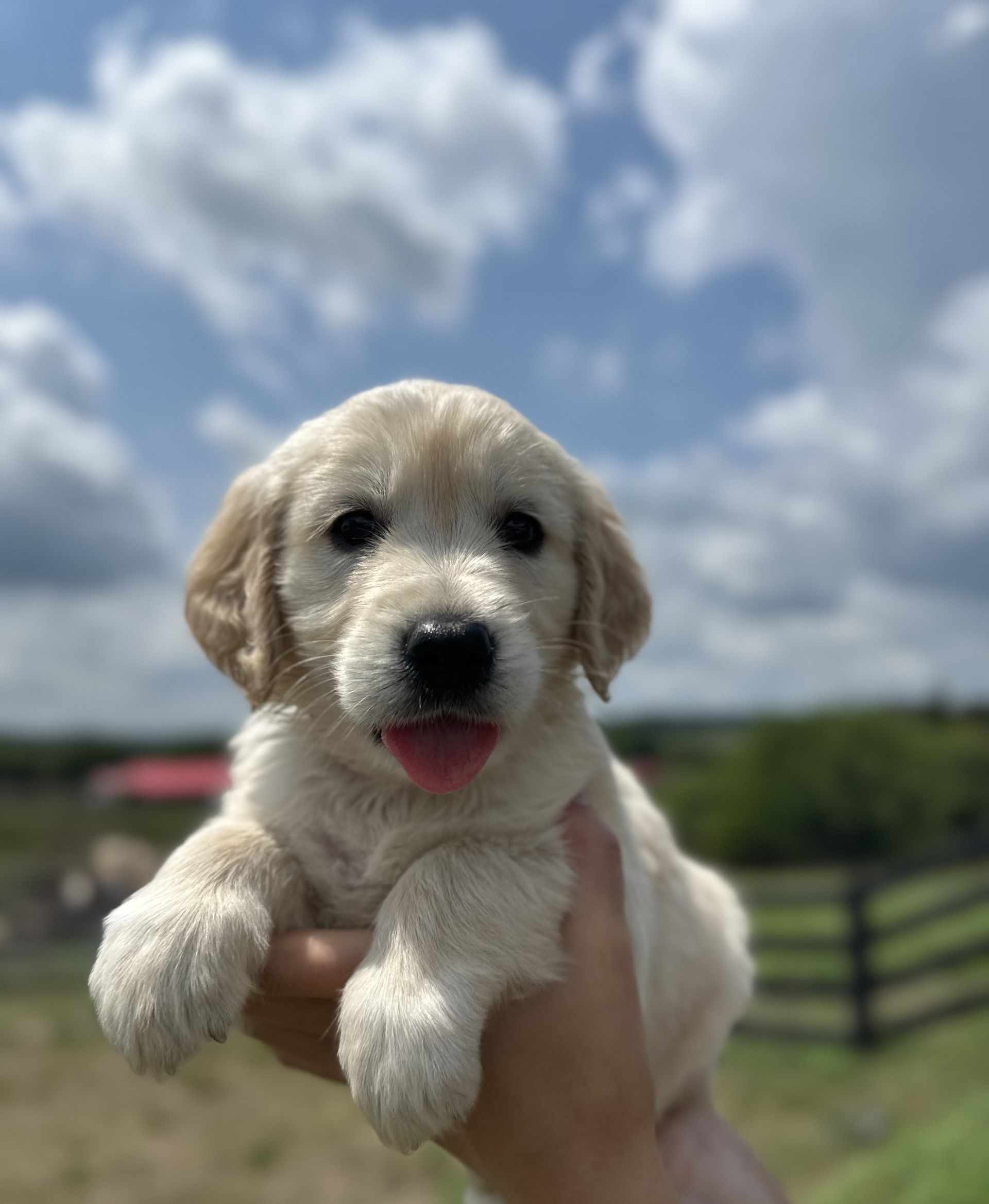 a cute mini golden retriever puppy being carried with one hand