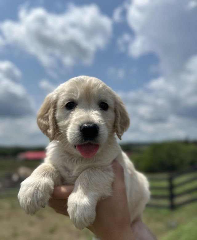 Mini golden retriever orders puppies for