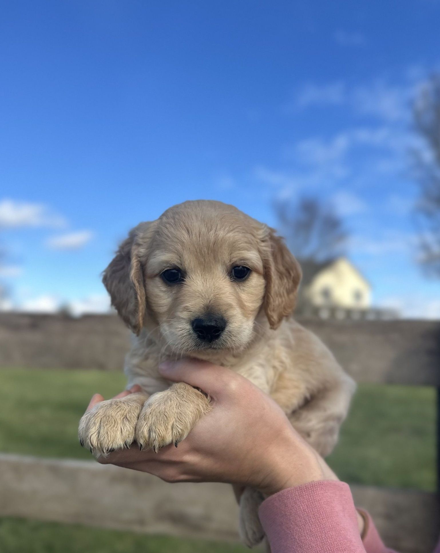 A Mini Golden Retriever puppy peeking through the wooden slats of a fence, with a grassy field and blue sky in the background, capturing a curious and playful moment.