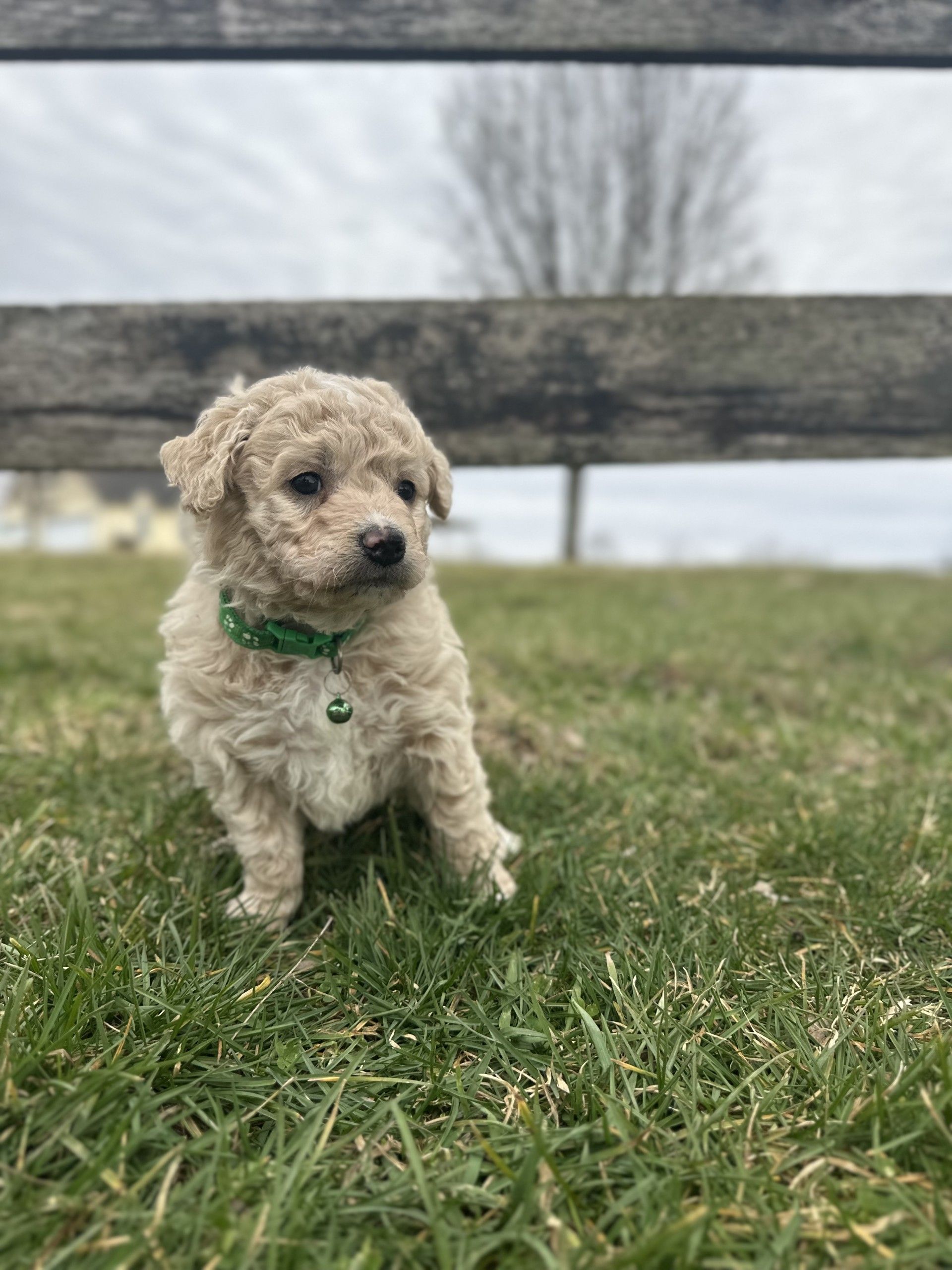 A Mini Golden Retriever puppy peeking through the wooden slats of a fence, with a grassy field and blue sky in the background, capturing a curious and playful moment.