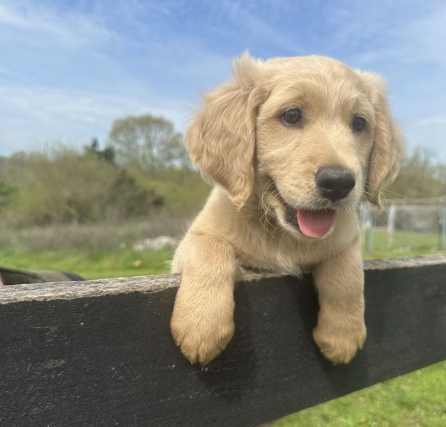 Meet the American Retriever  American Hunting Doodle Highlight