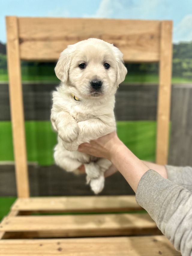 Mini Golden Retrievers GoldenQuest Comfort Retrievers