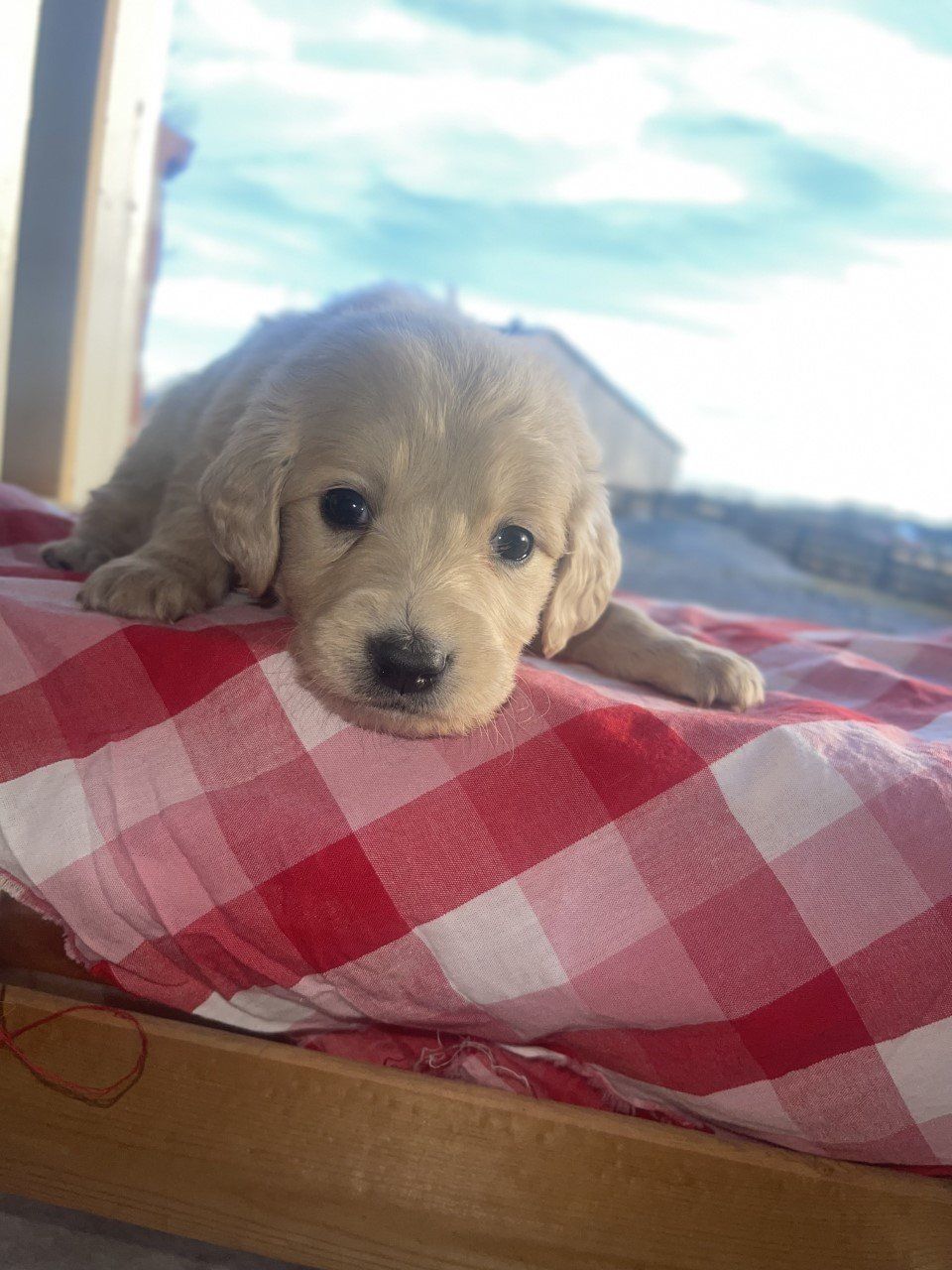 cute little mini golden retriever puppy on a blanket