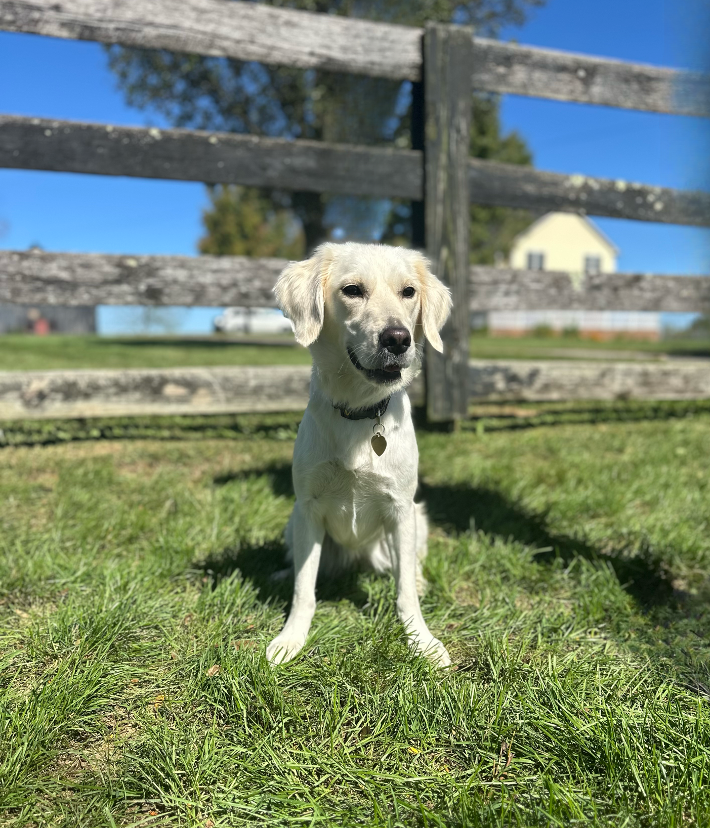 A Mini Golden Retriever sits on green grass in front of a rustic wooden fence on a sunny day, with a house and trees visible in the background.