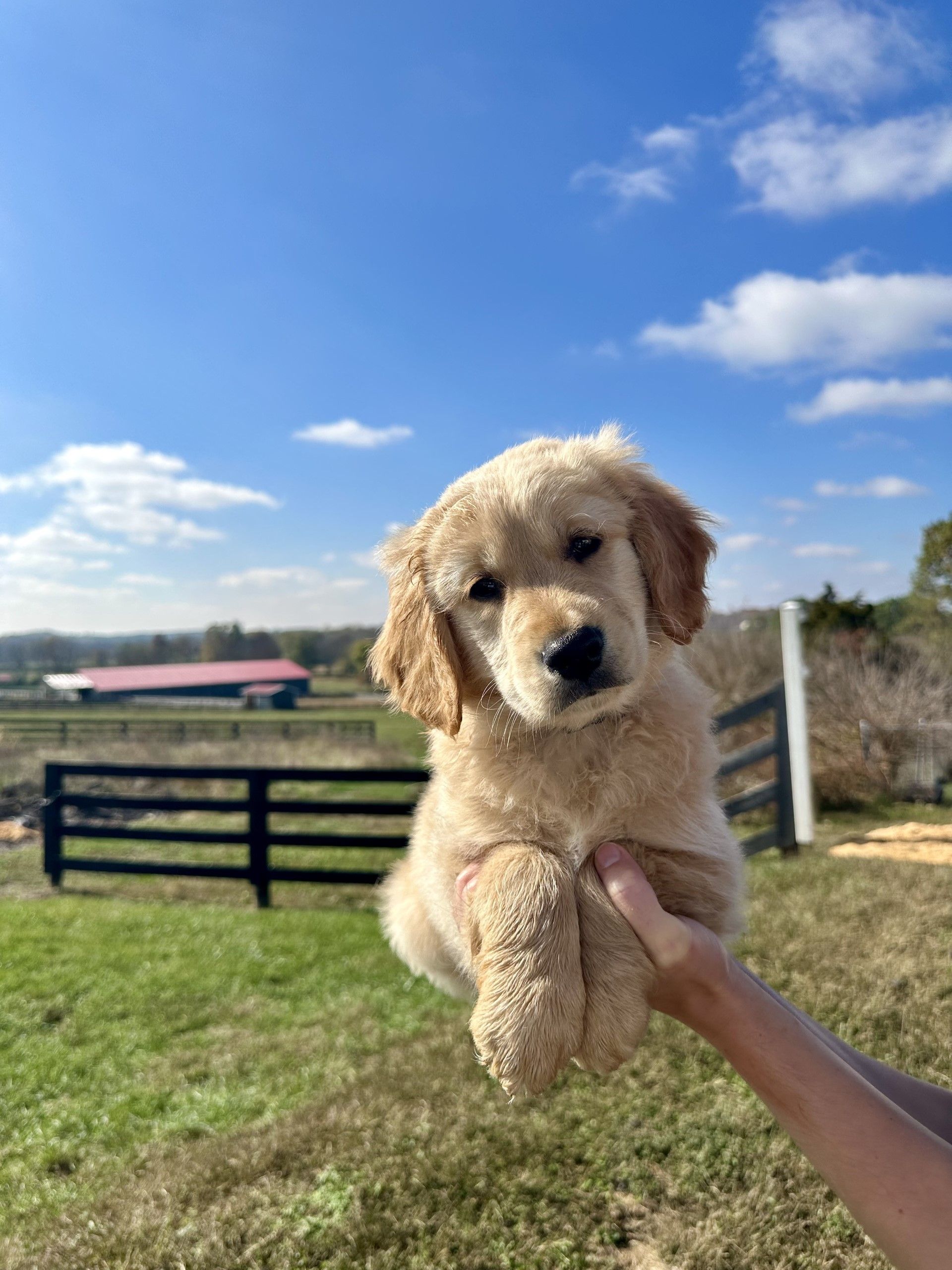 Mini Golden Retrievers GoldenQuest Comfort Retrievers