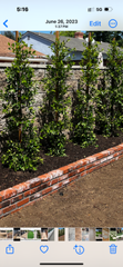 A phone screen shows a picture of a garden with a brick wall and trees.