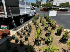 A truck is parked in a parking lot next to a row of potted plants.
