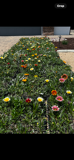 A bunch of flowers are growing in the grass.
