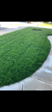 A person is walking down a sidewalk next to a lush green lawn.