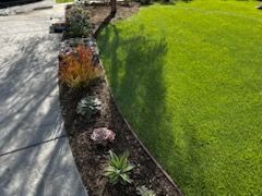 A lawn with a lot of plants and a shadow on the grass.