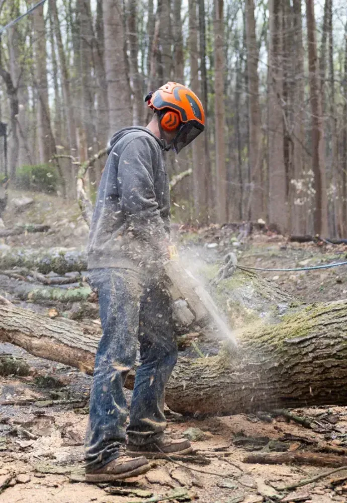 A man is cutting a tree with a chainsaw in the woods.