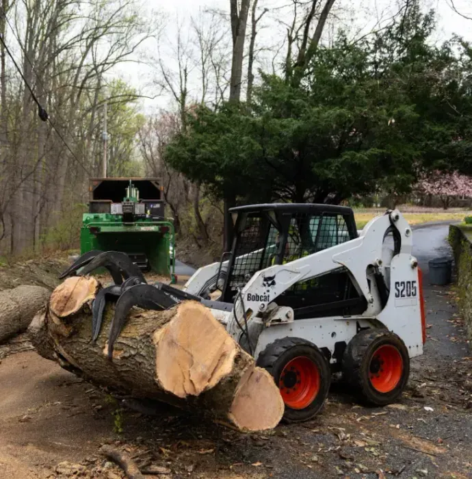 A bobcat is carrying a large log in the woods.