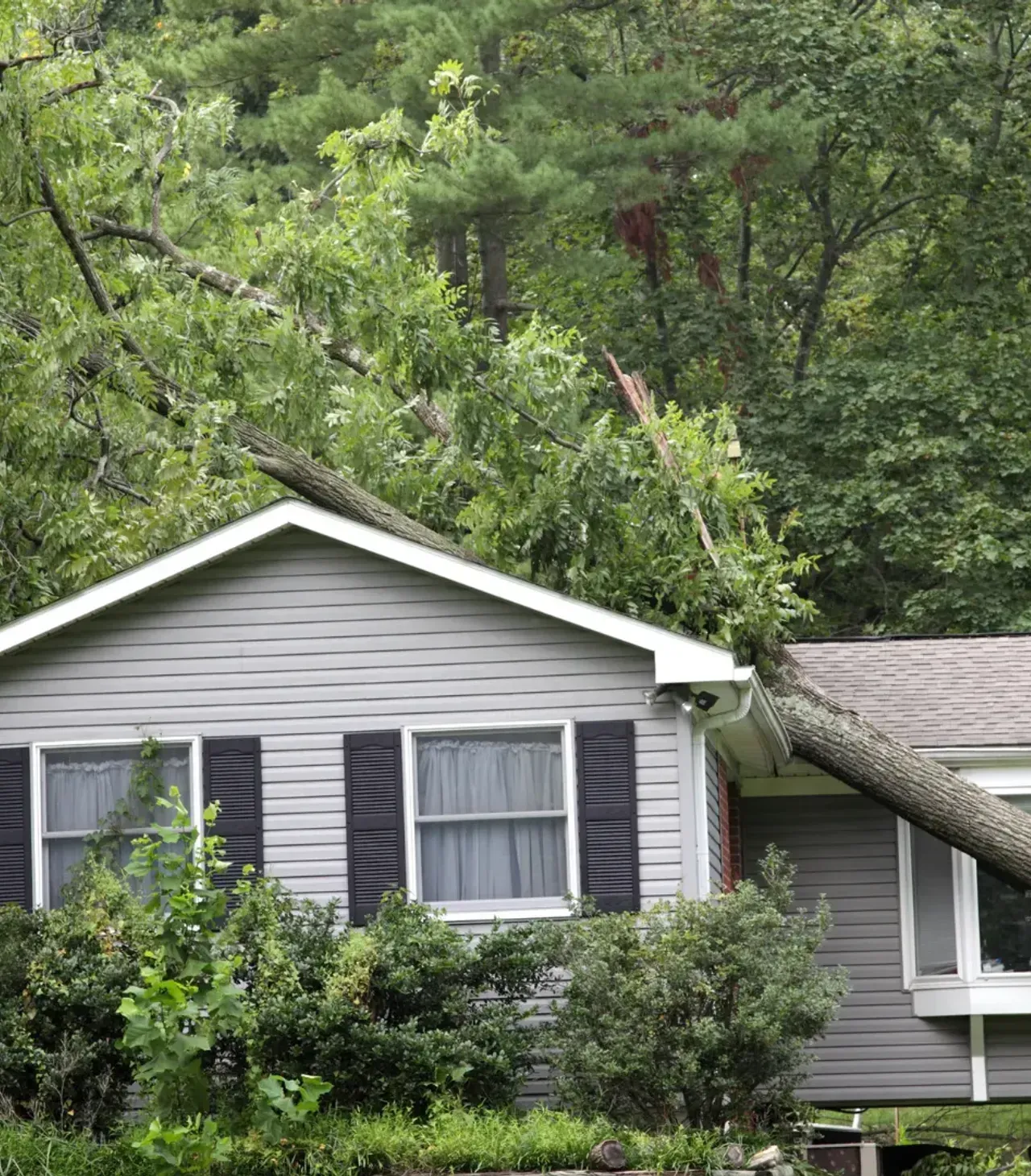 A tree has fallen on the roof of a house.