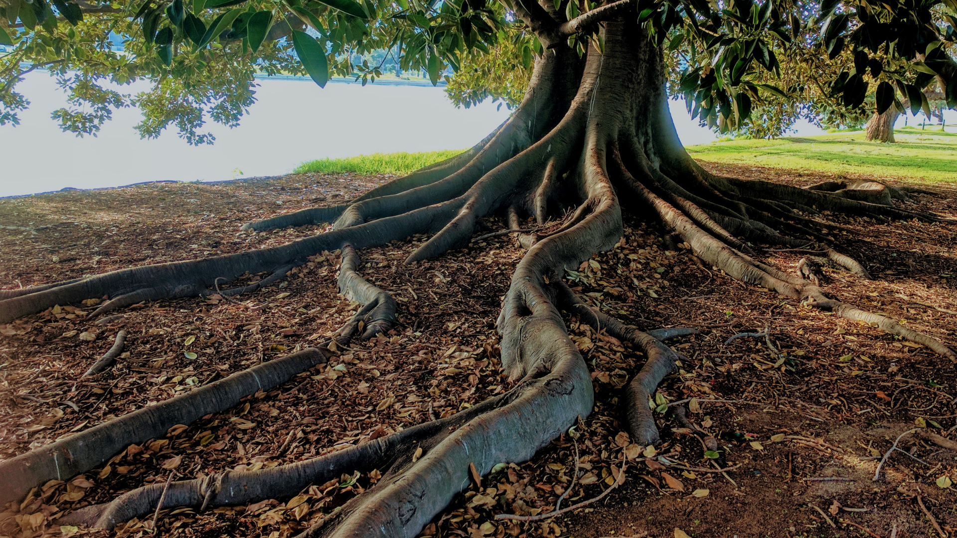 The roots of a tree are visible in the dirt.
