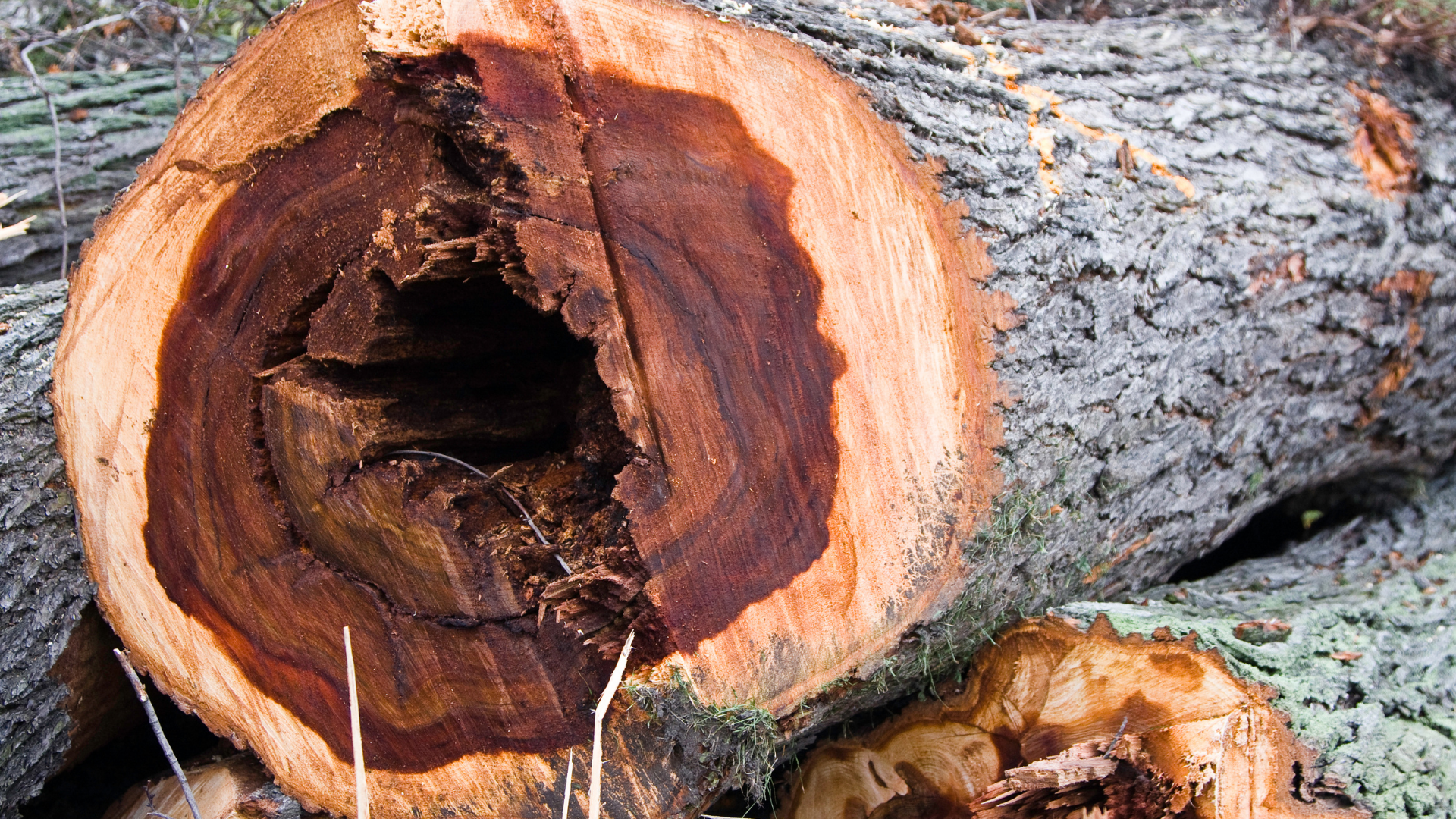 A close up of a tree trunk with a hole in it