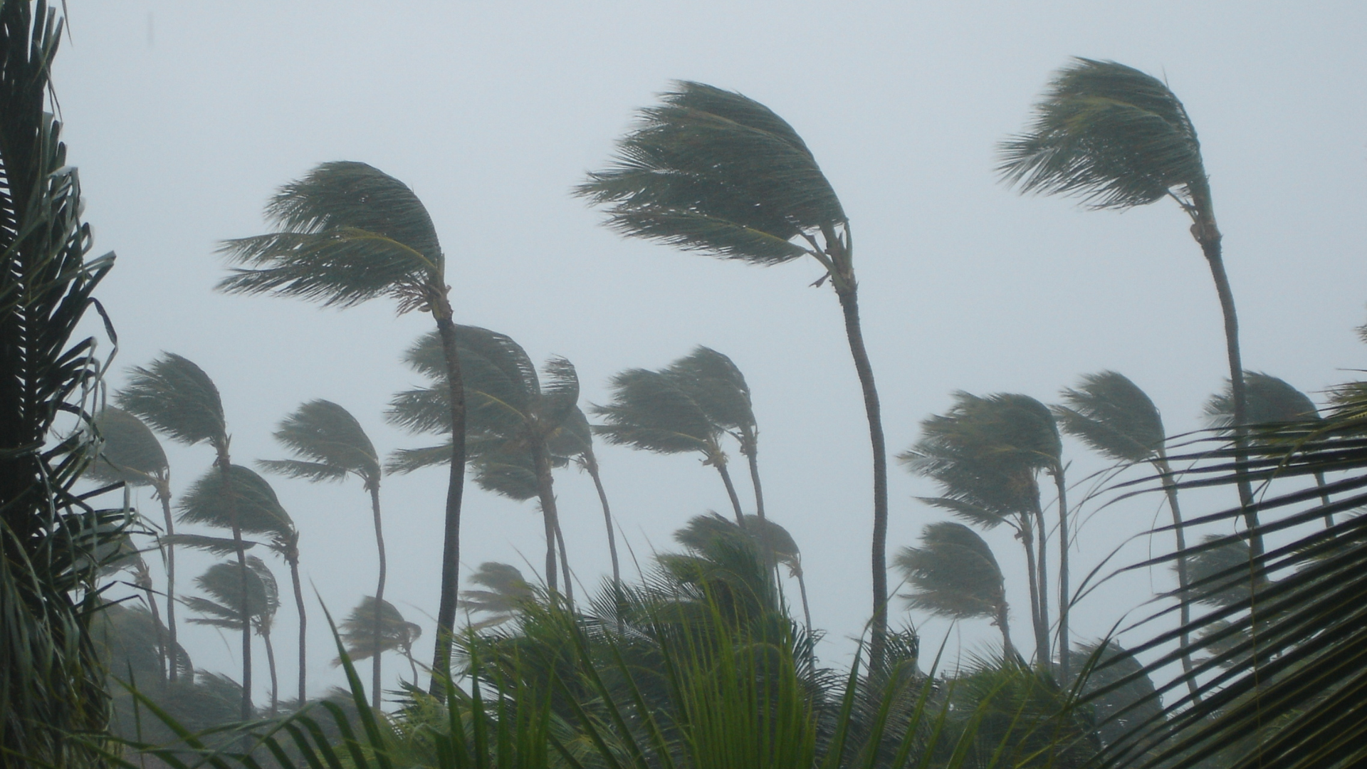 A group of palm trees blowing in the wind