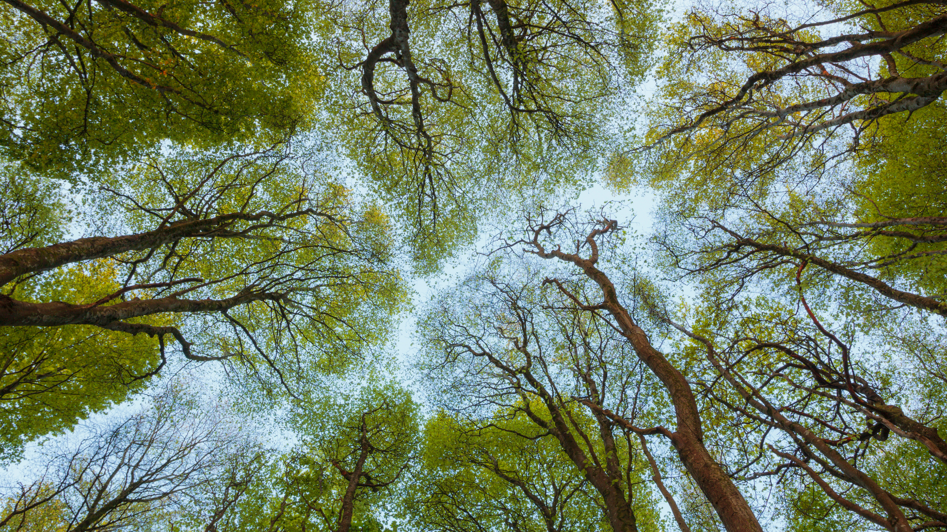 Looking up at the trees in a forest.