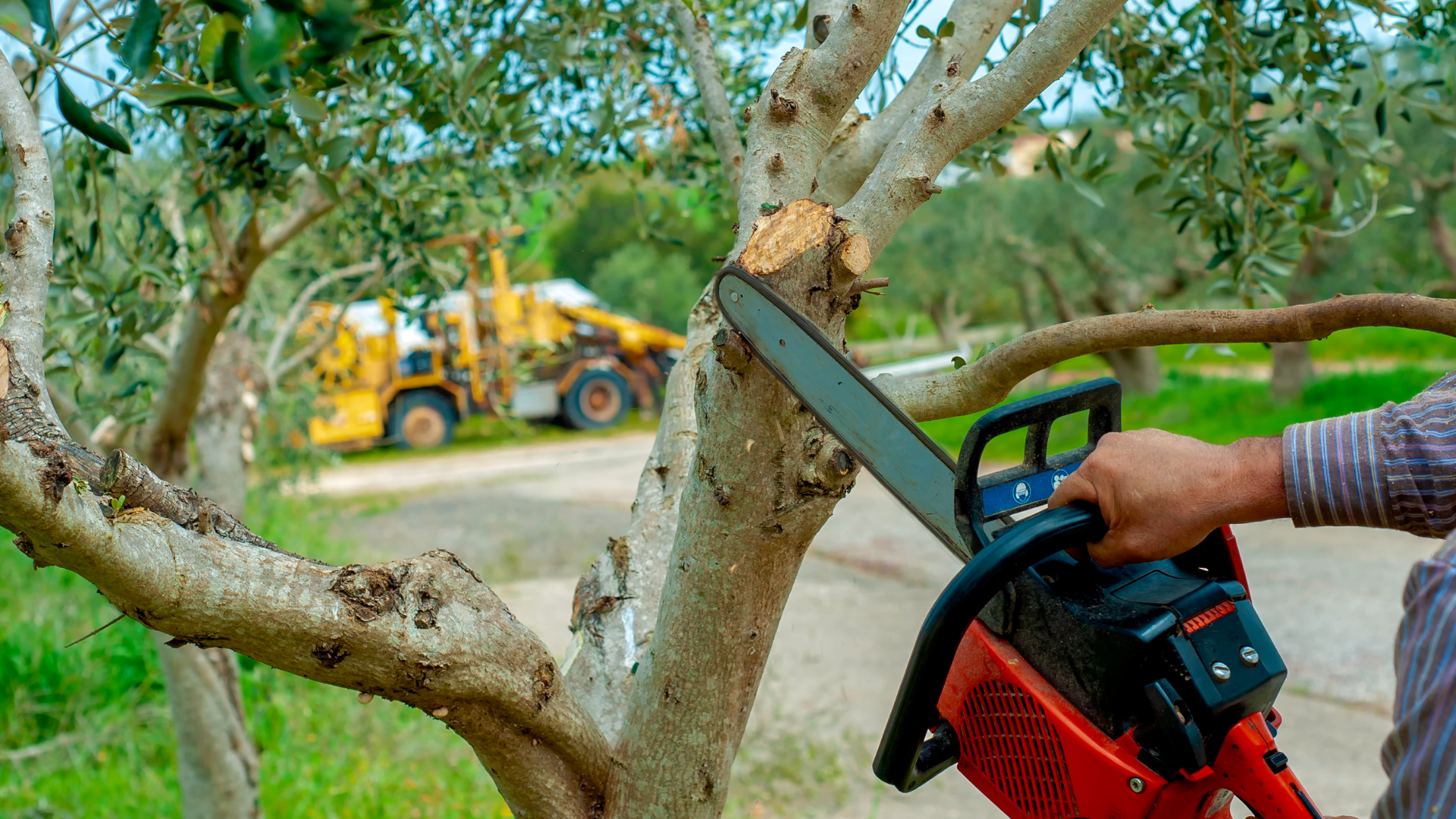 A man is cutting a tree with a chainsaw.
