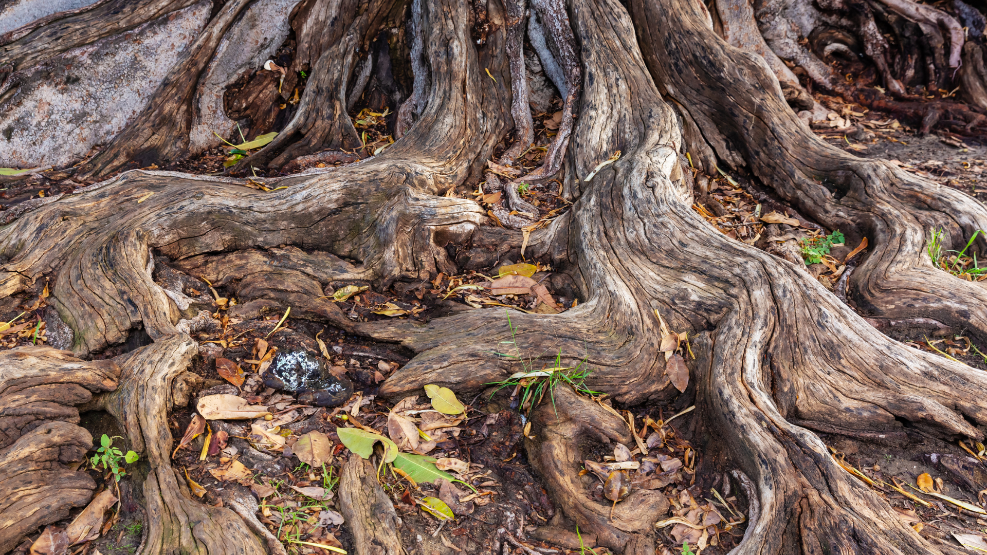A close up of the roots of a tree.