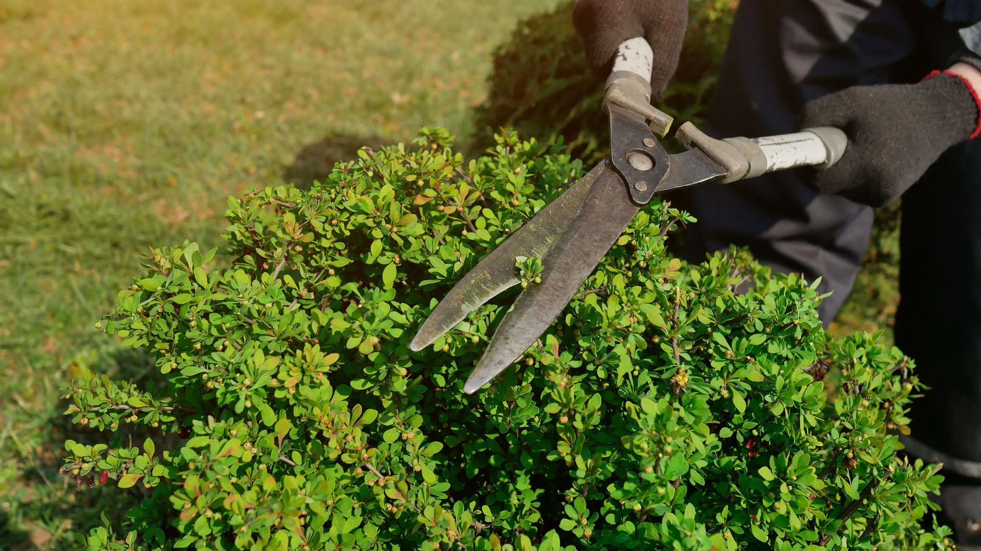 A person is cutting a bush with a pair of scissors.