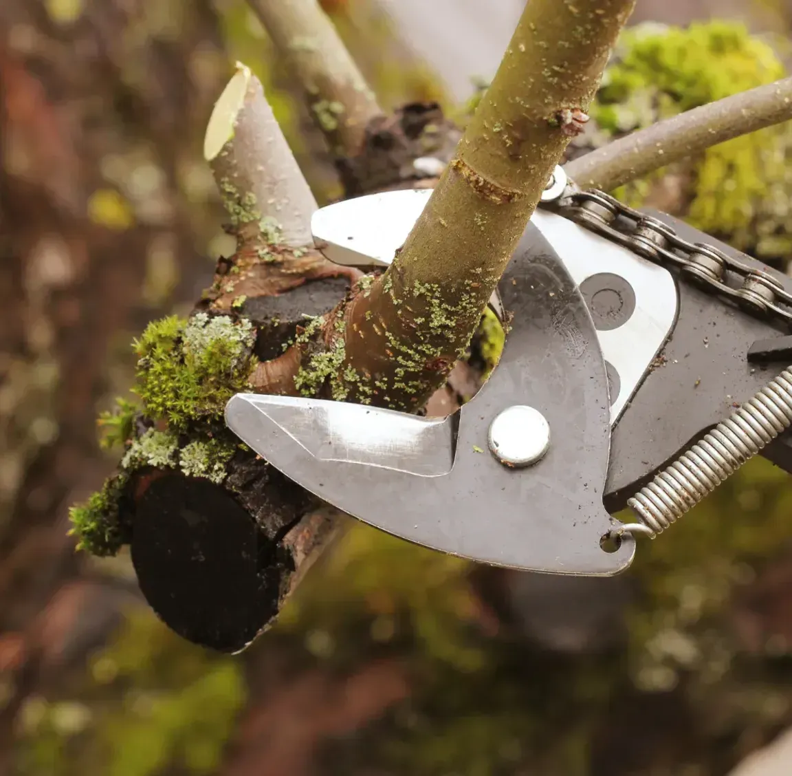 A person is cutting a tree branch with a pair of scissors.