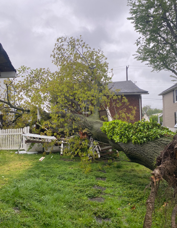 A large tree is fallen in the backyard of a house.