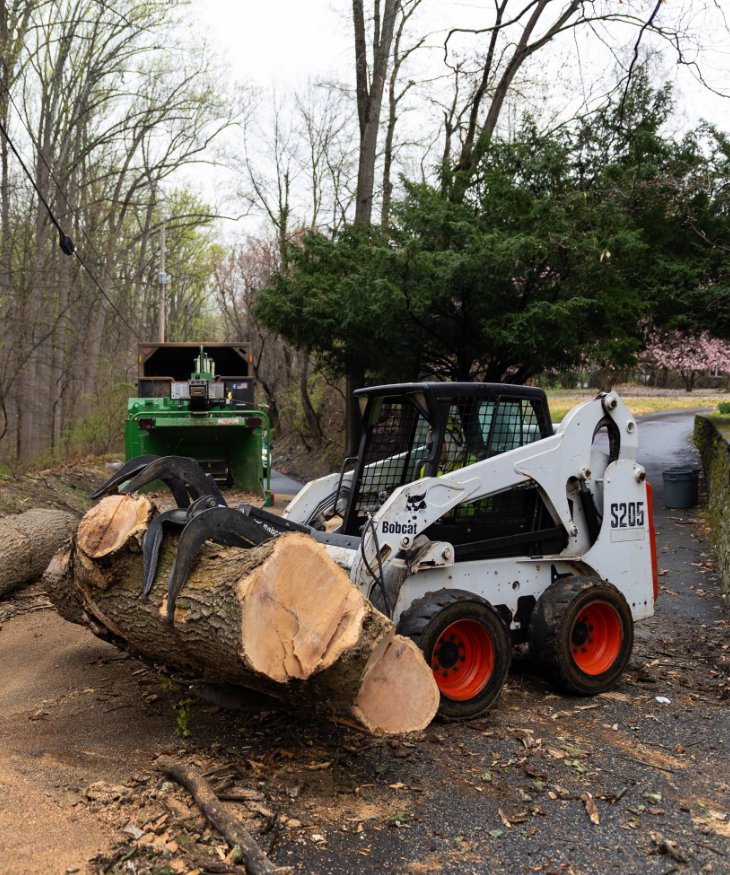 A bobcat is carrying a large log in the woods.